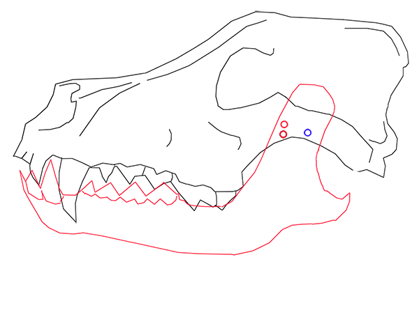 animation of the wolf skull jaw moving
