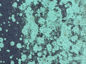 Bright green lichens or moss on black stone