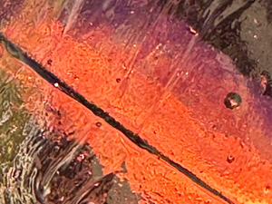 Sunlight shining through a red glass blob