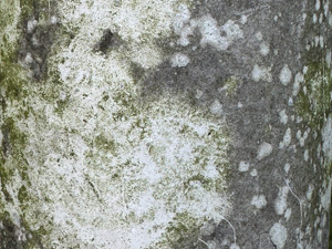 Dirty cement surface with lichens and moss
