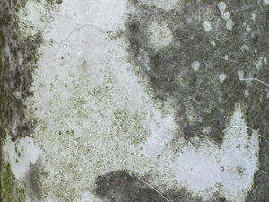 Dirty cement surface with lichens and moss