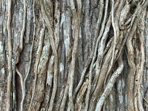 Dead brown vines running vertically on a brown tree trunk