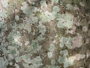 Lichens and sun dappling on smooth tree bark