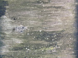 Weathered wooden surface with small lichens