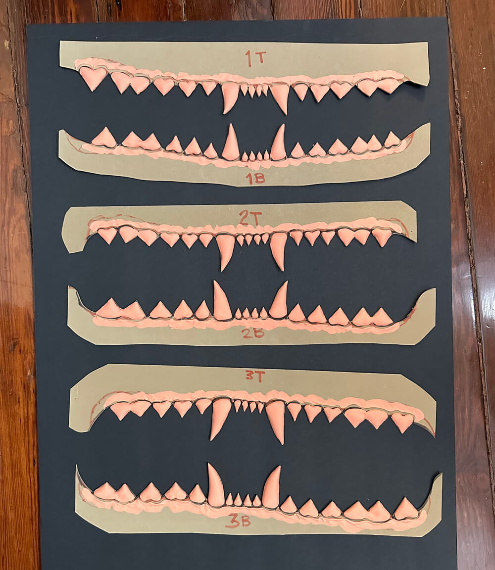 clay teeth on foam gums