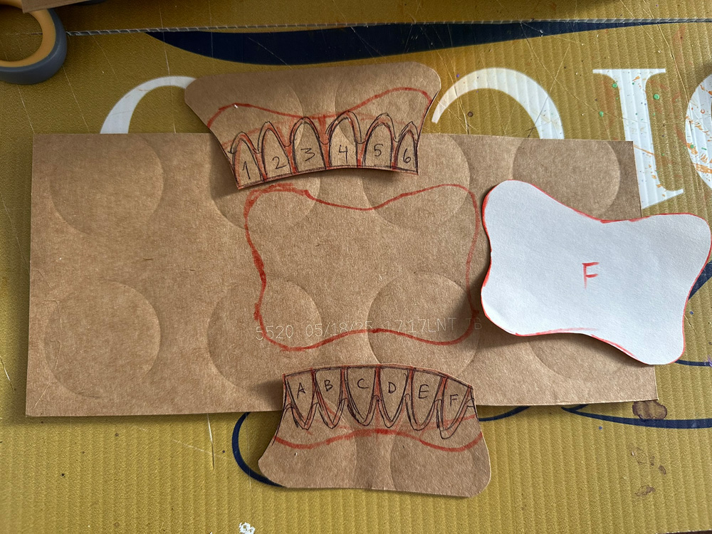 Pastboard structure for the teeth and gums