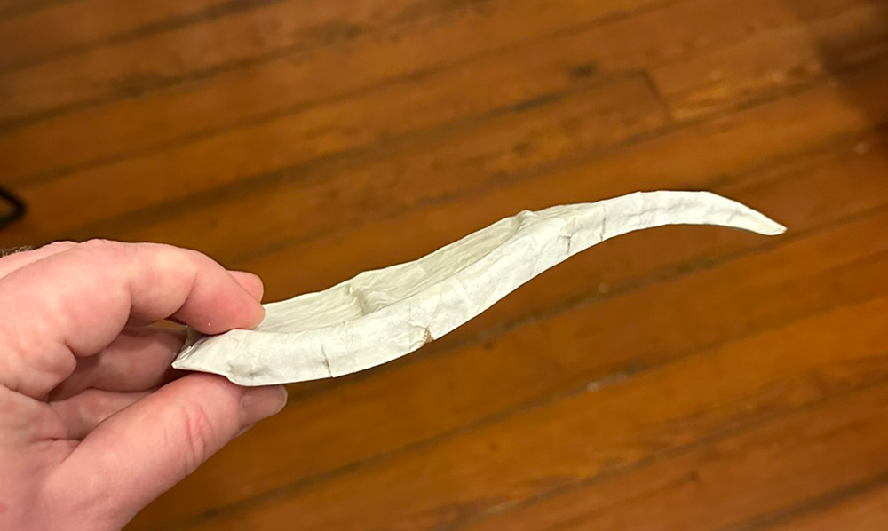 Top view of the ear showing it has a gentle S curve