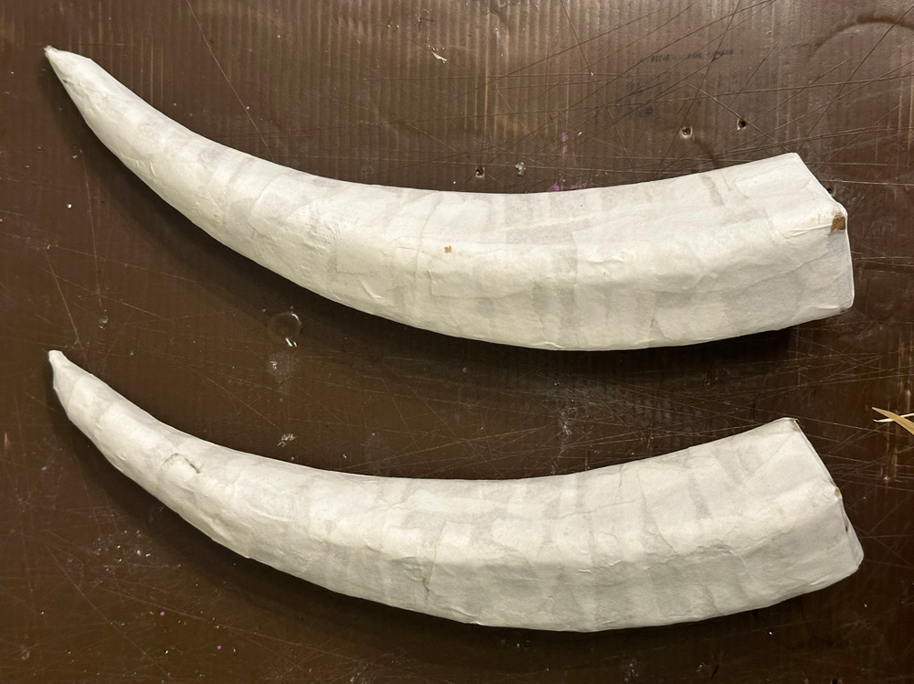 Two horns laid out on the table