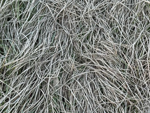 Long curvy grass that has been flattened by the weight of the frost on it