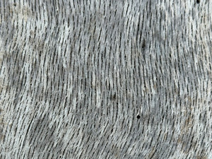 A gray-ish fine wavy pattern; it's an area on a large tree trunk where the bark has been removed and underneath there's this much smoother surface.